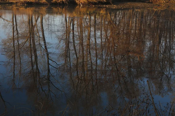 Reflectie, bomen, mysterie, flora, winter, spiegel — Stockfoto