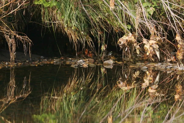 De reflectie in het water — Stockfoto