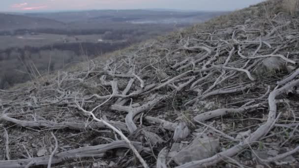 干枯的树枝在山上 — 图库视频影像