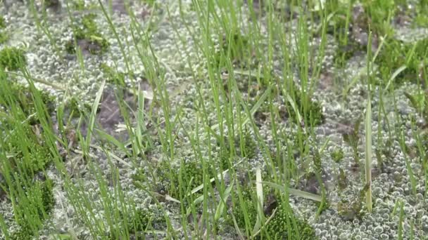 Grünes Gras und Wassertropfen und Fluss auf einem Hintergrund — Stockvideo