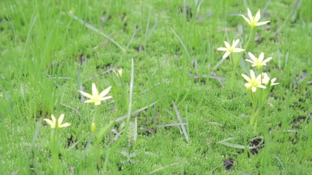 Hermosas flores sobre un fondo de hierba verde — Vídeo de stock