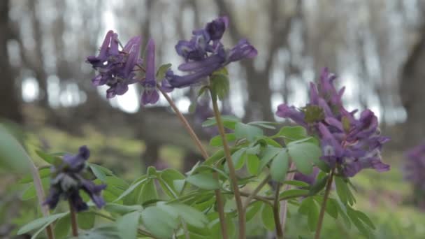 Vackra vårblommor — Stockvideo