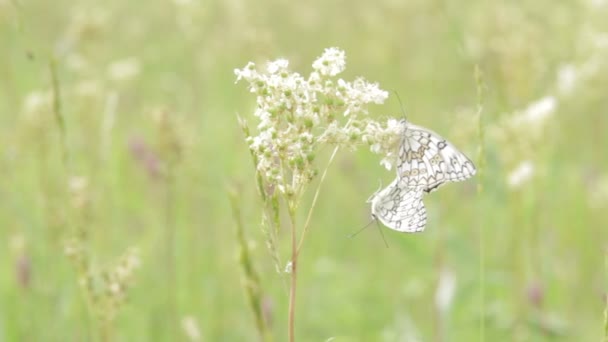 Zwei Schmetterlinge auf einem Feld — Stockvideo