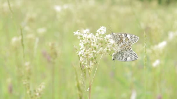Zwei Schmetterlinge auf einem Feld — Stockvideo