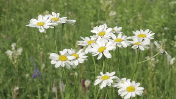 A camomile swaying in the wind — Stock Video