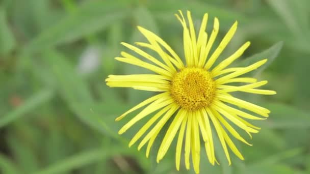 Flores de margarita hermosa salvaje — Vídeos de Stock