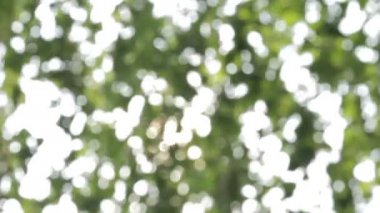 Soyut bokeh ve bulanık yeşil doğa arka plan.