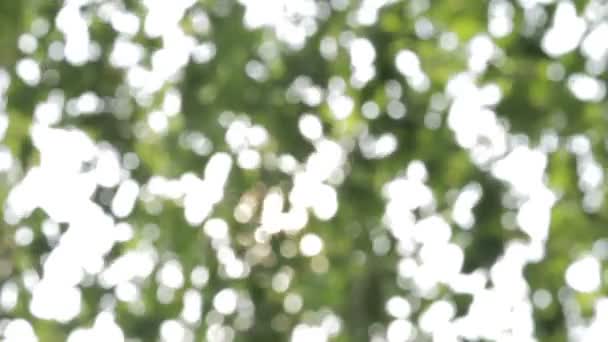 Bokeh abstrait et fond naturel vert flou .