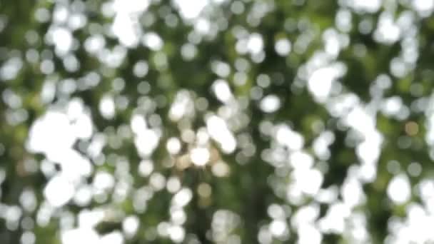 Bokeh abstrait et fond naturel vert flou .