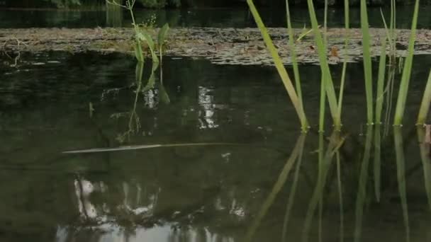 Las orillas pantanosas del río . — Vídeo de stock