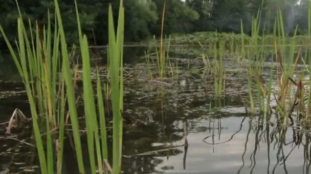 Las orillas pantanosas del río . — Vídeo de stock