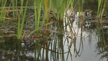 Bataklık Nehri'nin.