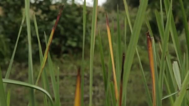 Les rives marécageuses de la rivière . — Video