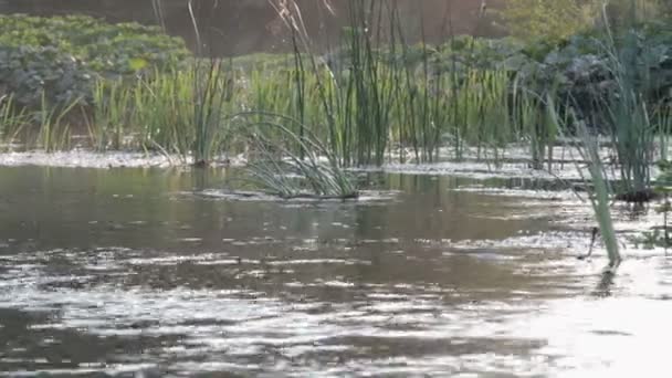 Río en el bosque. — Vídeo de stock