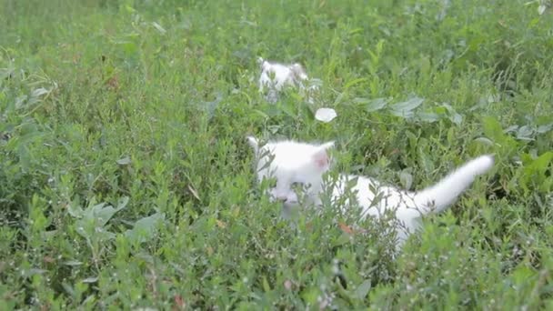 Adorable dos gatito blanco en el césped — Vídeo de stock