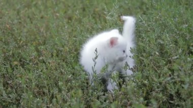 ' In bahçesinde çok güzel beyaz yavru kedi