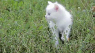 ' In bahçesinde çok güzel beyaz yavru kedi