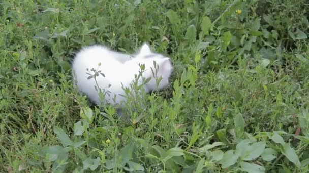 Очаровательный белый котенок на лужайке — стоковое видео
