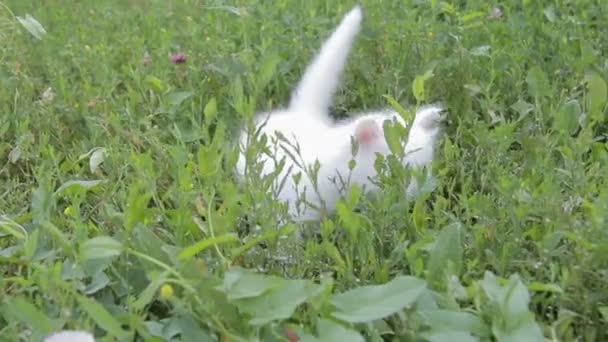 Gatinho branco adorável no gramado — Vídeo de Stock