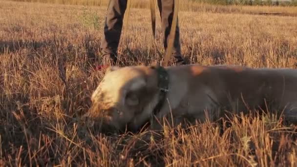 Cão grande Jack deitado em uma grama verde em um dia de verão — Vídeo de Stock
