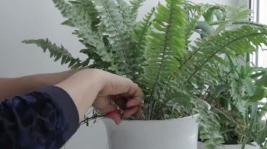 Saksı çiçek Bakımı