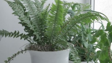 Saksı çiçek Bakımı