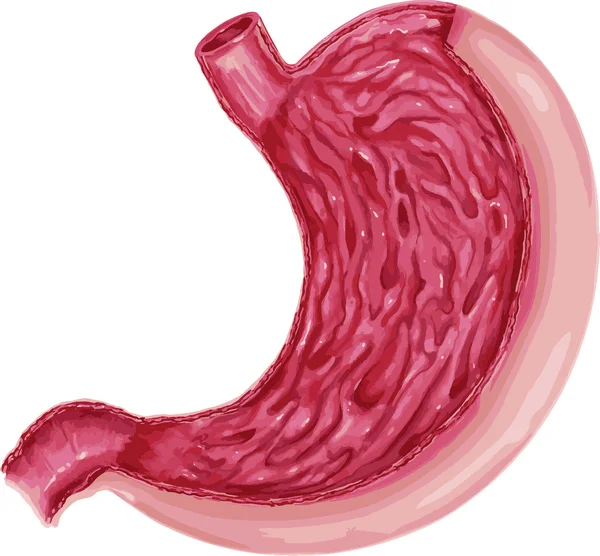 Illustrazione del diagramma di anatomia dello stomaco umano — Vettoriale Stock