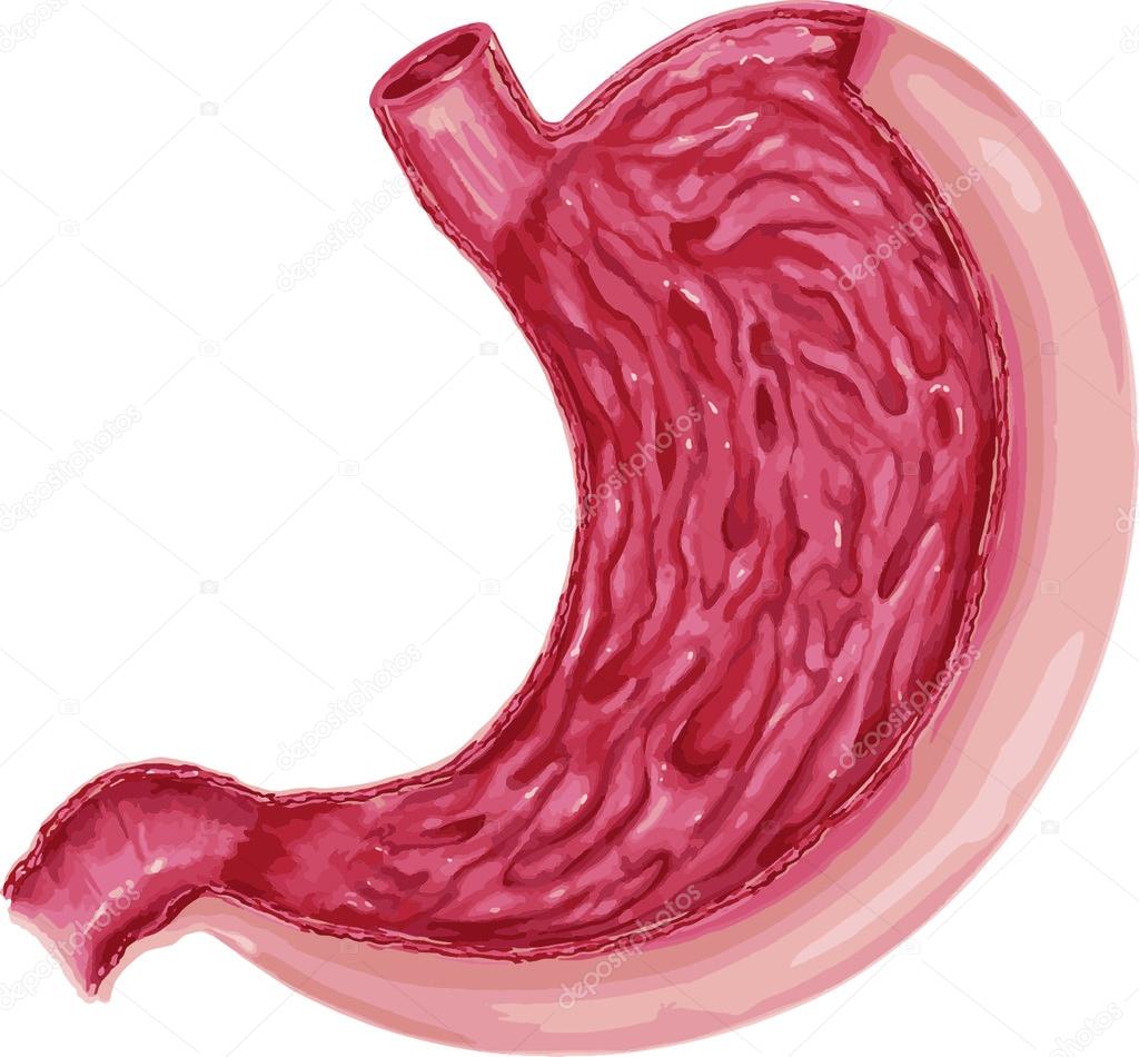 illustration of diagram of human stomach anatomy