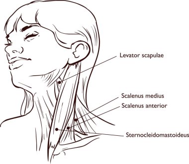 Boyun kasları anatomisinin vektör çizimi