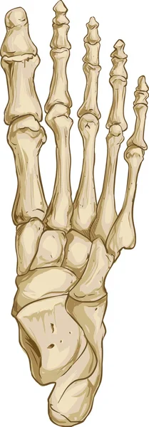Anatomía del hueso del pie — Vector de stock