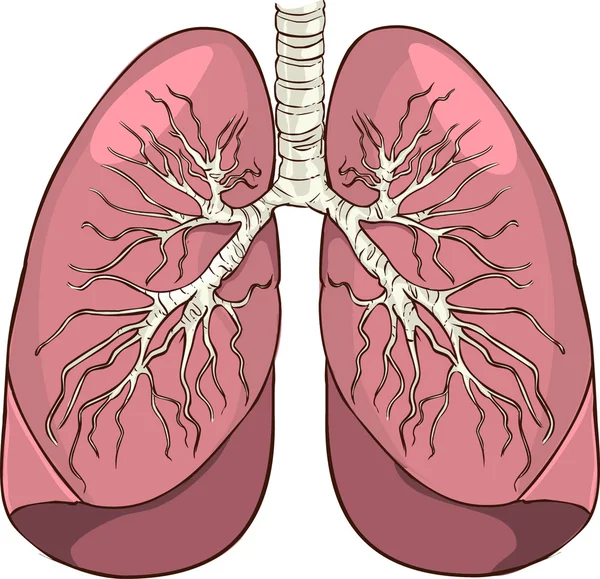 Bir akciğer vektör çizim — Stok Vektör