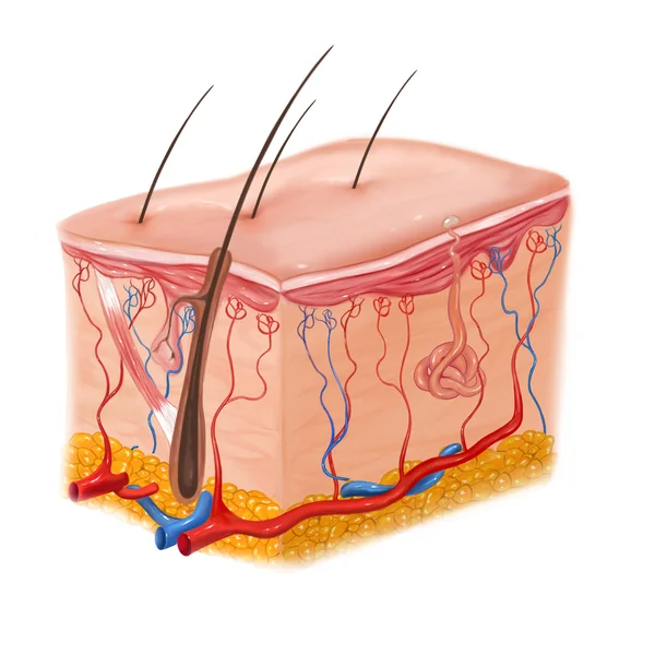 Человеческая кожа и структура волос — стоковое фото