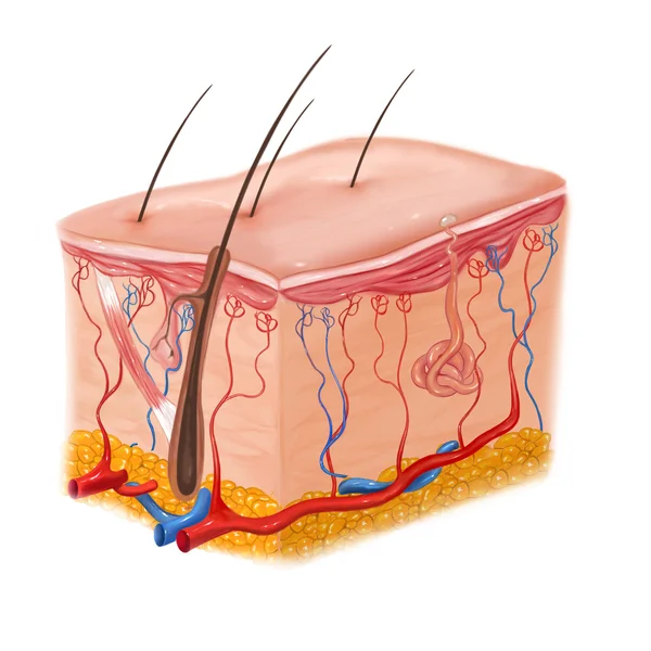 Menselijke huid en haar structuur — Stockfoto
