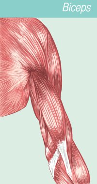 vector illustration of a anatomy biceps clipart