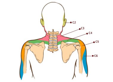 Levator Scapulae kas - didaktik anatomi insan kemik ve kas sistemi, arka görünümü kurulu