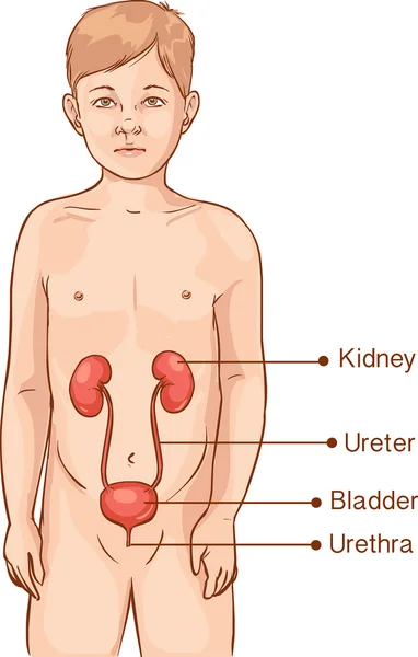 Anatomie van een jong kind - urine-systeem — Stockvector