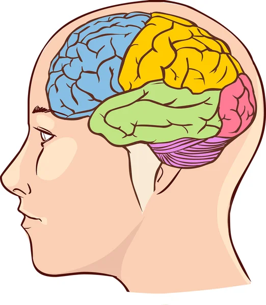 Diagrama de anatomía cerebral con secciones en diferentes colores y con nombre — Vector de stock