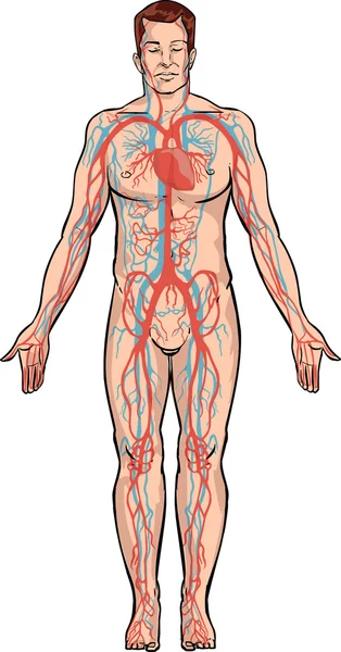 Векторная иллюстрация системы кровообращения — стоковый вектор