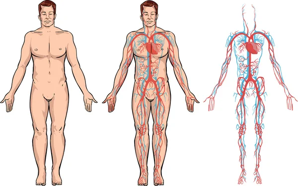 Illustrazione vettoriale di un sistema circolatorio — Vettoriale Stock