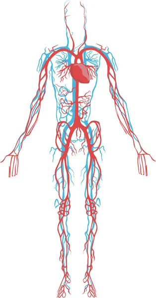 Ilustración vectorial de un sistema circulatorio — Vector de stock