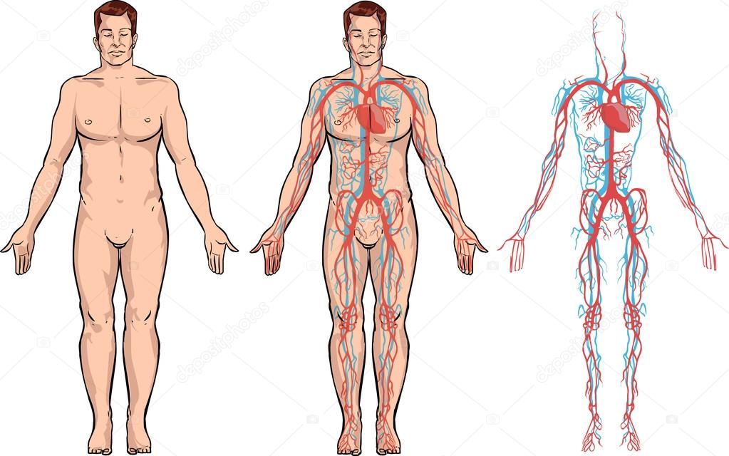 vector illustration of a circulatory system