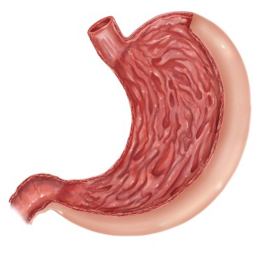 human stomach anatomy clipart