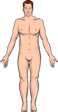 vector illustration of a human body clipart