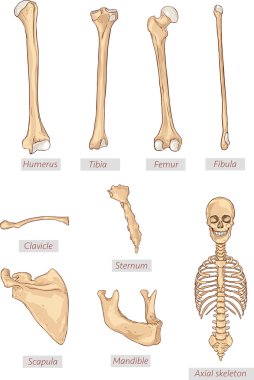 pazı kemiği, tibia, femur, fibula, köprücük kemiği, göğüs kemiği, kürek kemiği, çene kemiği, Aksiyel iskelet ayrıntılı tıbbi çizimler. Latince Tıbbi terimler. Beyaz bir arka plan üzerinde izole.