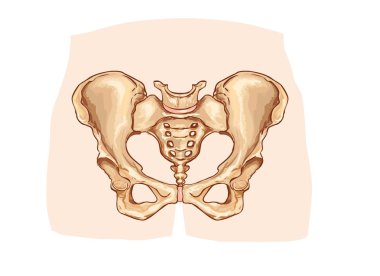Diagram of the pelvic girdle labeled clipart