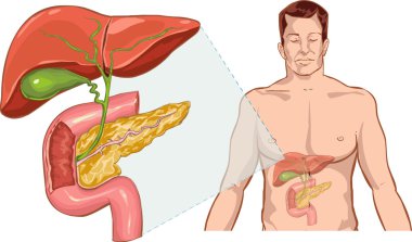 vector illustration of a liver anatomy clipart