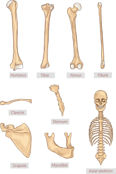 肱骨、 胫骨、 股骨、 腓骨、 锁骨、 胸骨、 肩胛骨、 下颌骨、 轴向骨架详细医学插图。拉丁语的医学术语。在白色背景上孤立. — 图库矢量图片