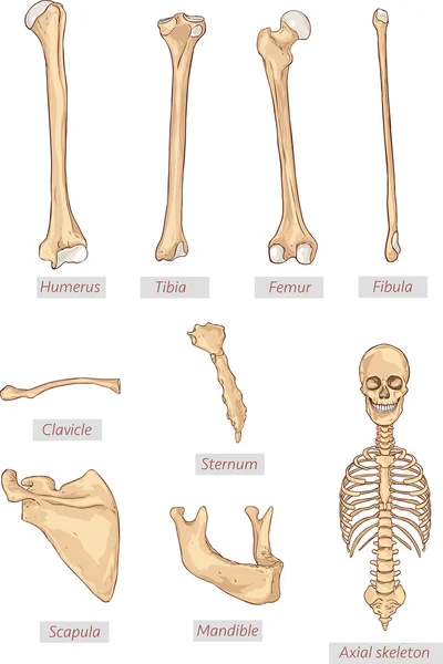 Humerus, skenben, lårben, fibula, nyckelbenet, bröstbenet, skulderbladet, underkäken, axiella skelett medicinska illustrationer. Latinska medicinska termer. Isolerad på en vit bakgrund. — Stock vektor