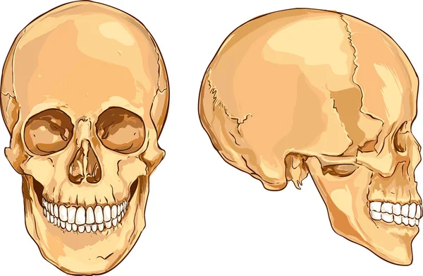 Ilustración vectorial de un cráneo — Vector de stock