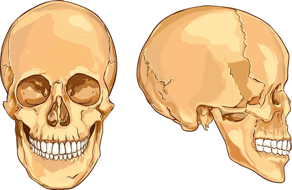 Ilustrasi vektor dari tengkorak - Stok Vektor